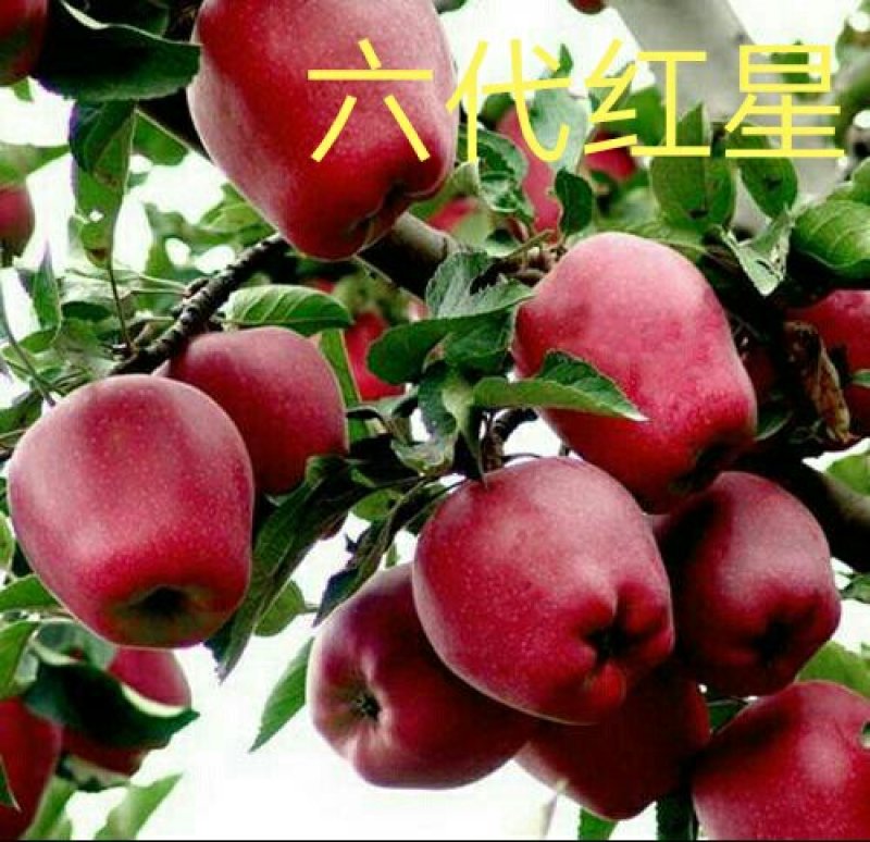 爱妃水蜜桃苹果苗蜜脆秦脆众成三号当年结果死苗补
