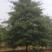 娜塔栎12至18公分，树形优美，欢迎新老顾客上门采购。