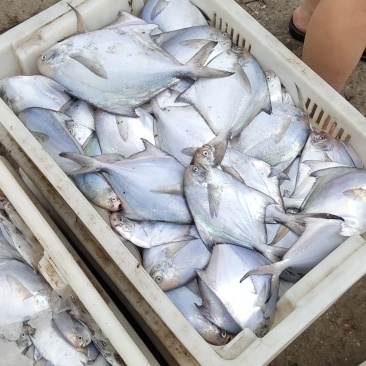 鲳鱼银鲳鱼平鱼海水