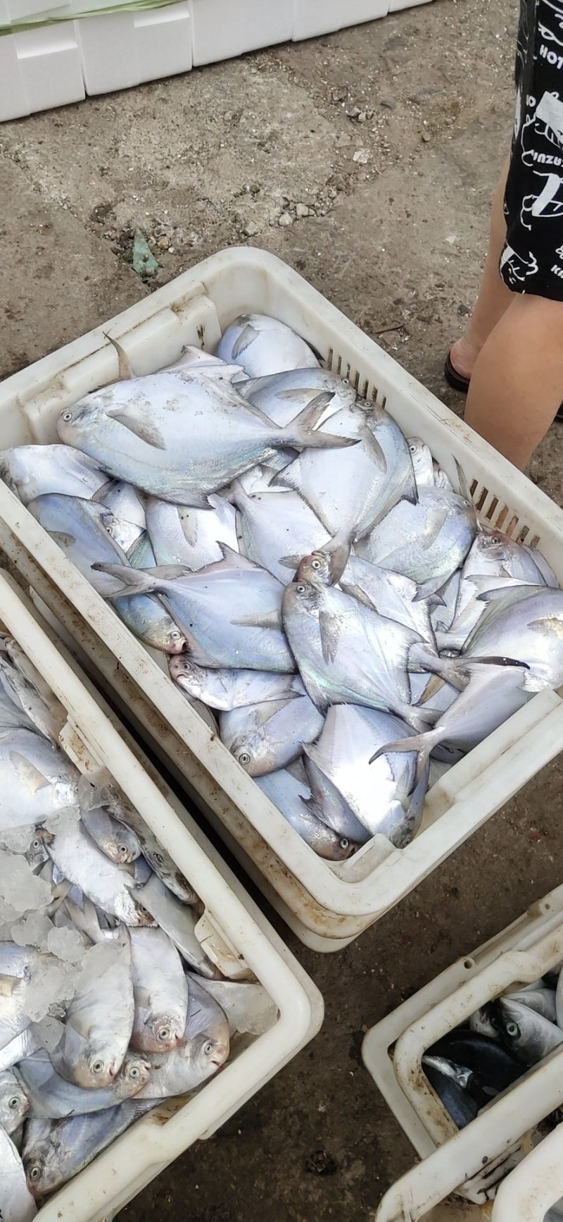 鲳鱼银鲳鱼平鱼海水