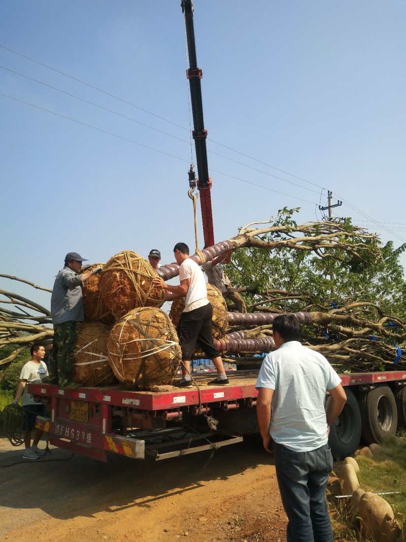 无患子基地1一20公分，现货长期有效。精品无患子。