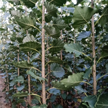 107速生杨树苗，苗木基地农户种植，无病虫害，量大优惠