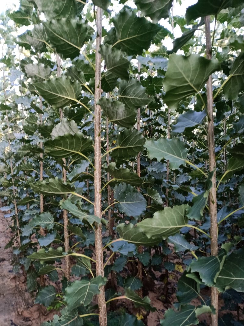 107速生杨树苗，苗木基地农户种植，无病虫害，量大优惠