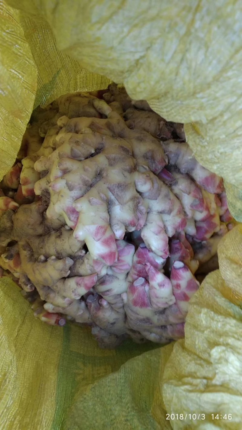 新鲜小黄姜，嫩姜，新鲜