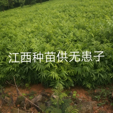 无患子小苗基地批发，现货长期有效无患子杯苗，造林苗。