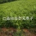 无患子小苗基地批发，现货长期有效无患子杯苗，造林苗。