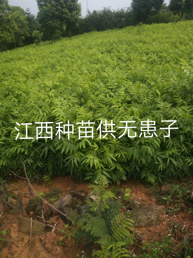 无患子小苗基地批发，现货长期有效无患子杯苗，造林苗。