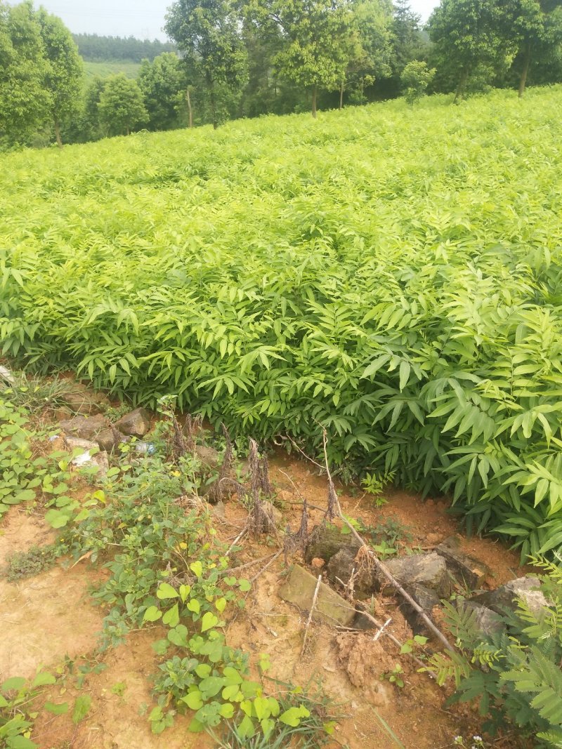 无患子小苗基地批发，现货长期有效无患子杯苗，造林苗。