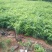 无患子小苗基地批发，现货长期有效无患子杯苗，造林苗。