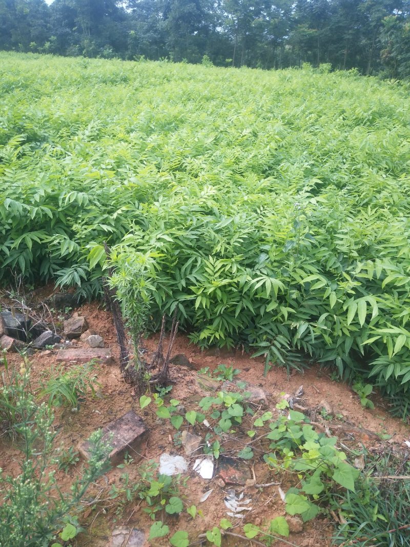 无患子小苗基地批发，现货长期有效无患子杯苗，造林苗。