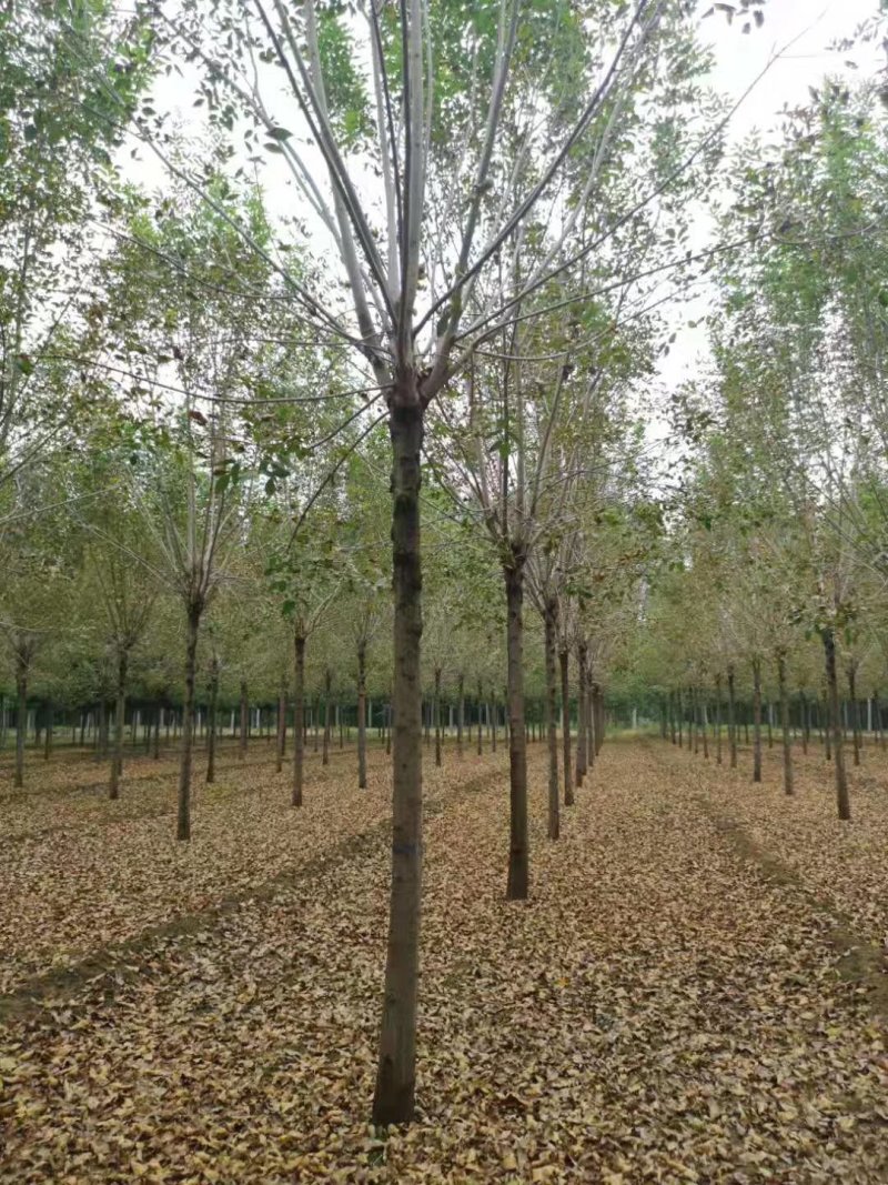 供应白蜡树10到40公分，速生白蜡8到18公分，量大