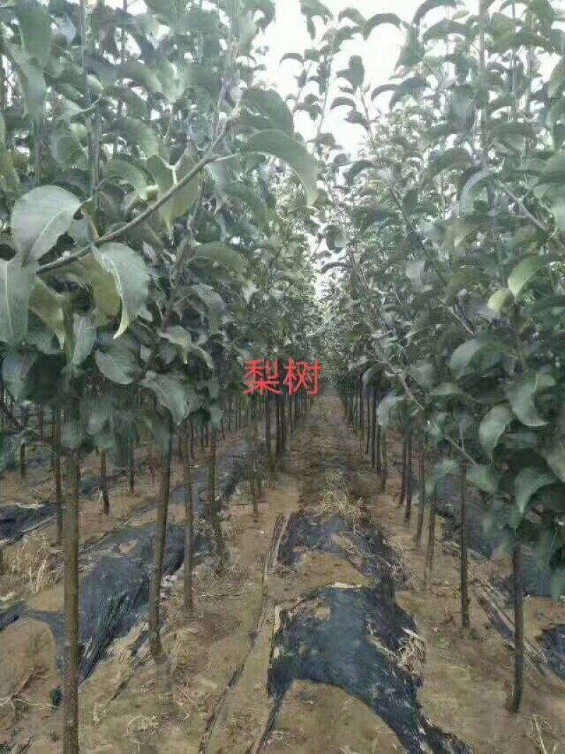 黄金、皇冠、锦丰、晚秋、秋月、玉露香等2-10公分梨树