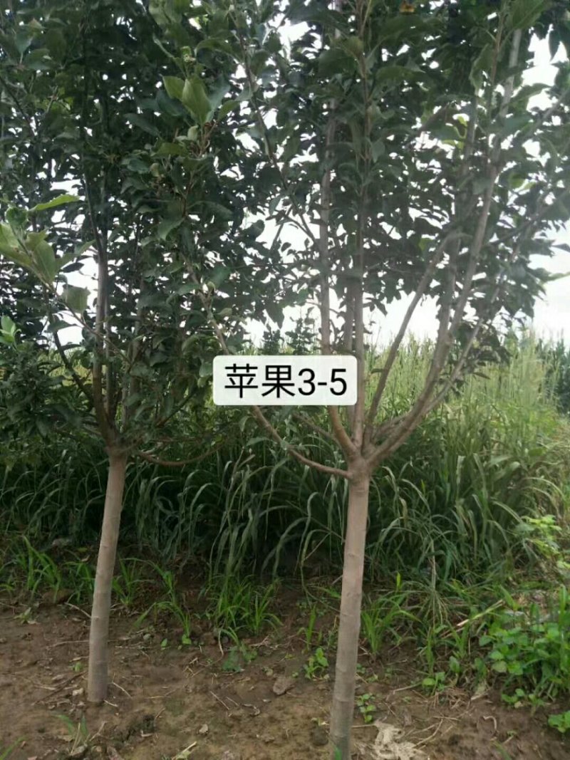 河北秦皇岛123.、寒富、富士系列2-10公分苹果树