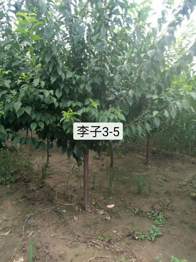 河北秦皇岛昌黎县大红袍、法蓝西、国丰等李子苗