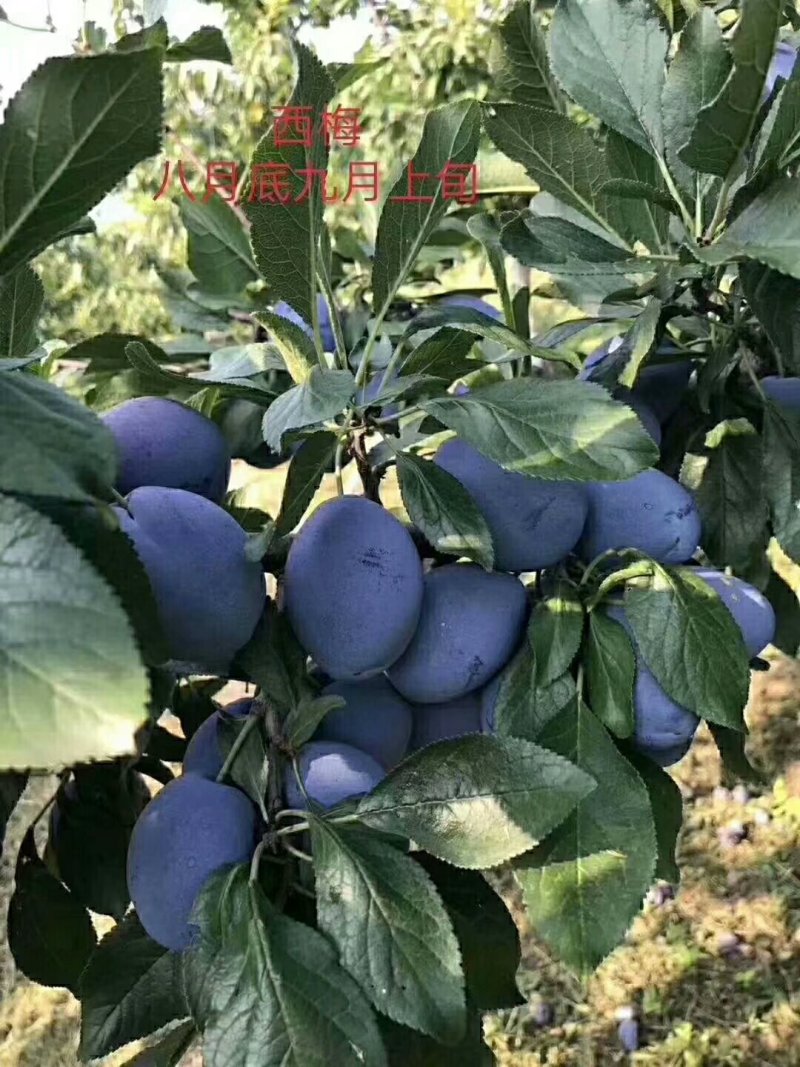 河北秦皇岛昌黎县大红袍、法蓝西、国丰等李子苗