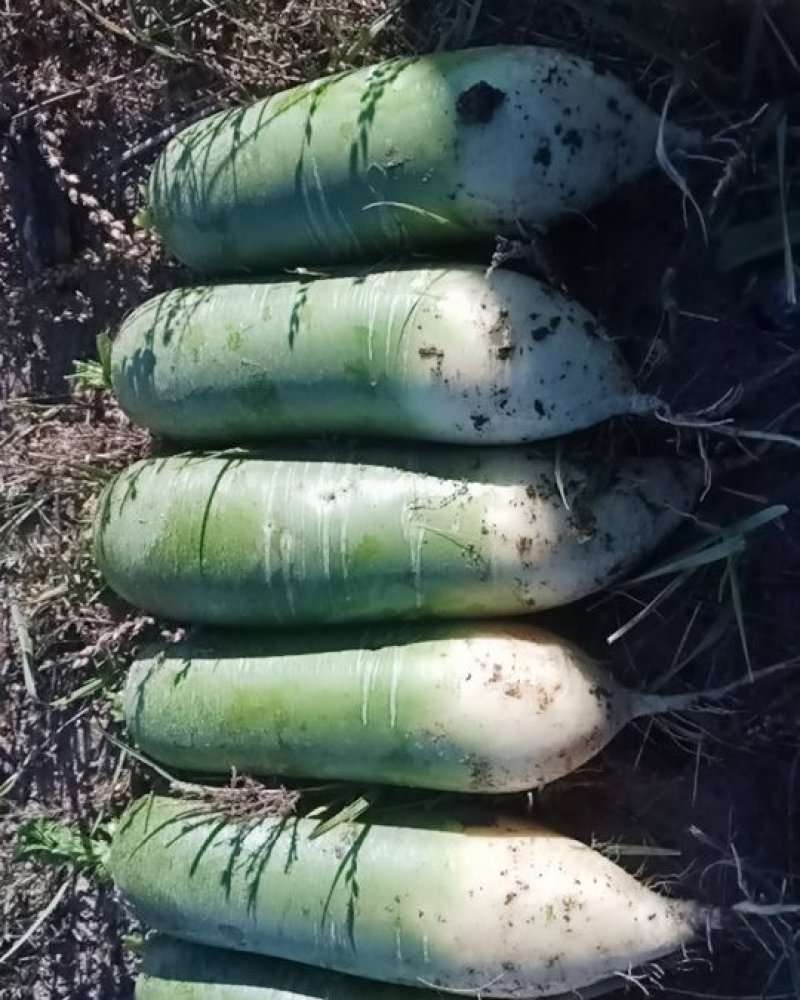 水果青萝卜，口感青脆，脆甜美味。