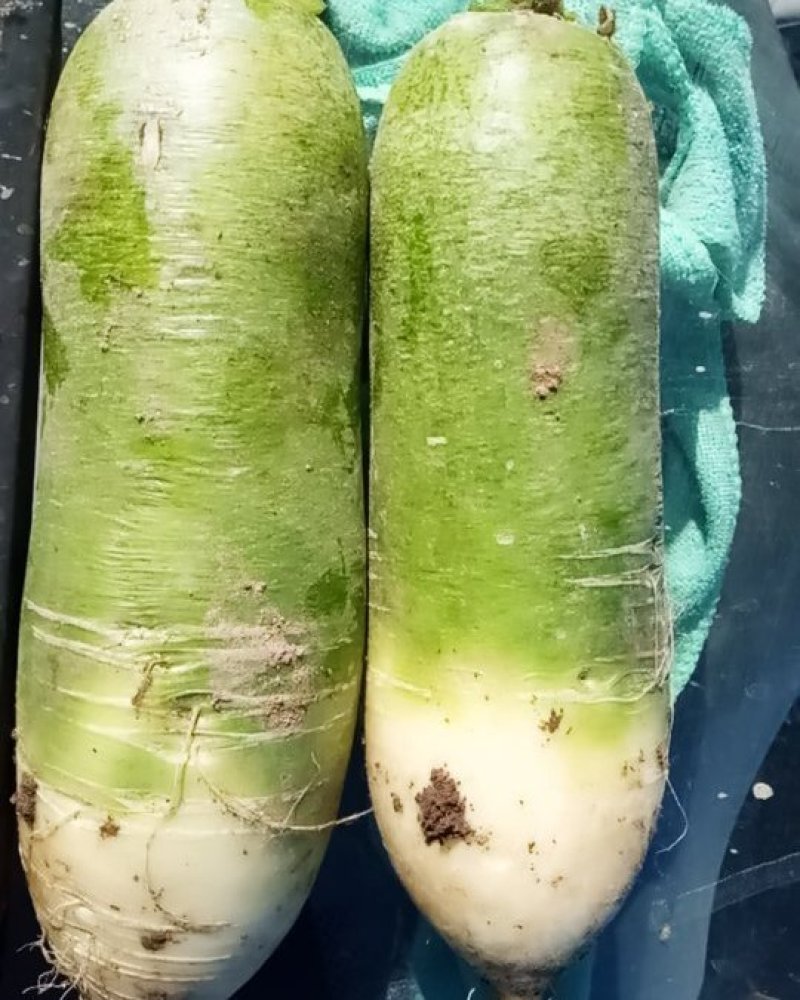 水果青萝卜，口感青脆，脆甜美味。