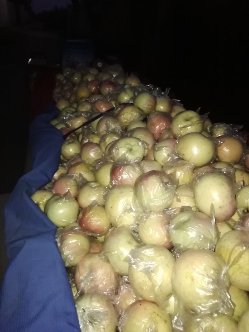 河北富士系：早富士苹果大量上市，货源充足，价格从优。