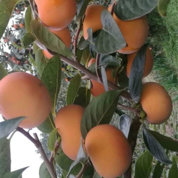 供应柿子苗，阳丰甜柿子苗