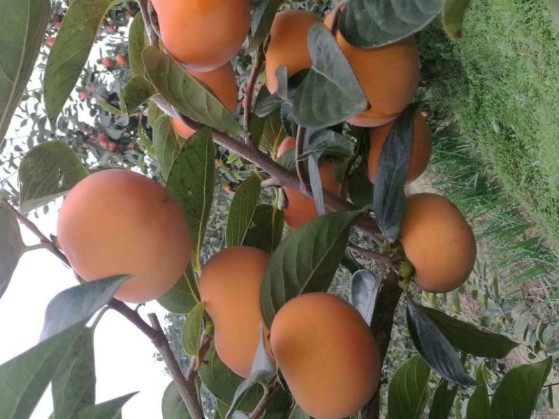 供应柿子苗，阳丰甜柿子苗