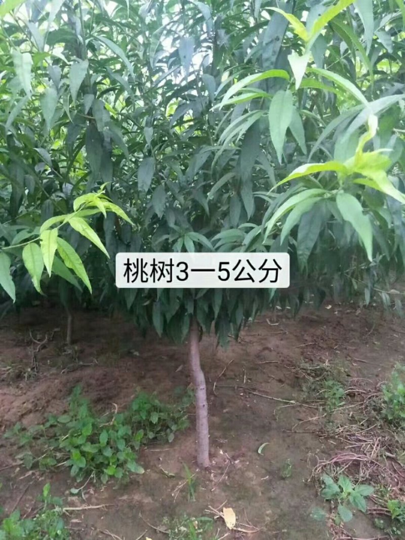 河北秦皇岛昌黎县2-5公分春雪、金保、蟠桃、桃树