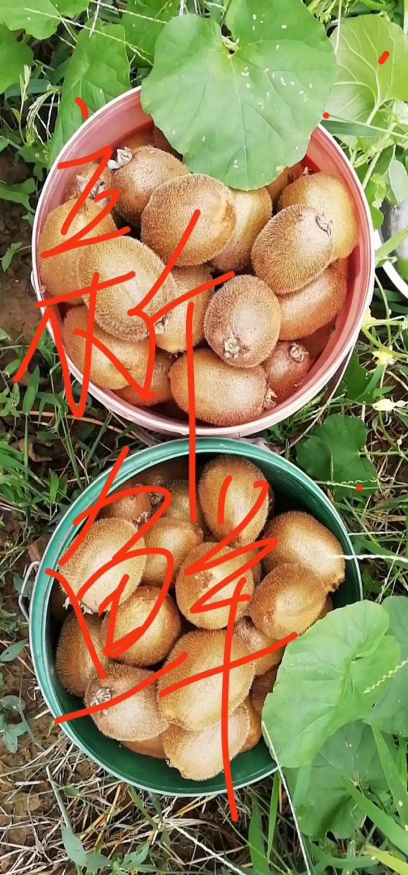 轩琦徐香猕猴桃来自猕猴桃之都——周至，味道美口感佳