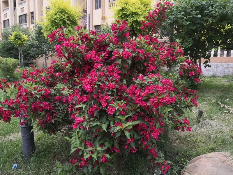 辽宁红花王子锦带球精剪球美植袋苗规格齐全
