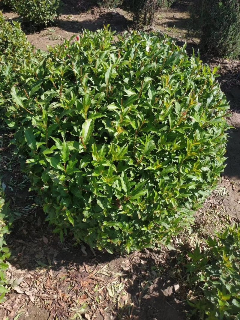 辽宁红花王子锦带球精剪球美植袋苗规格齐全