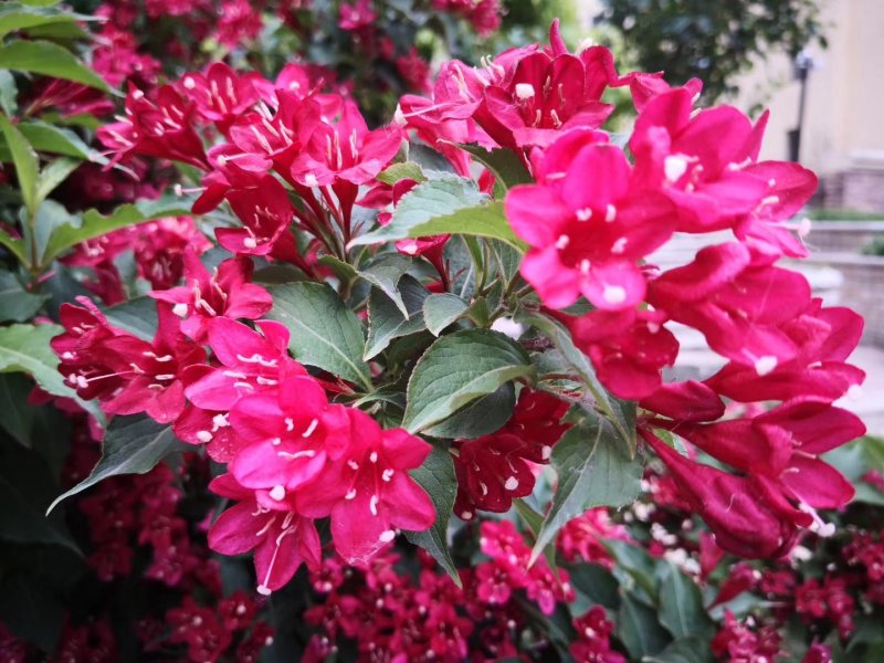 辽宁红花王子锦带球精剪球美植袋苗规格齐全