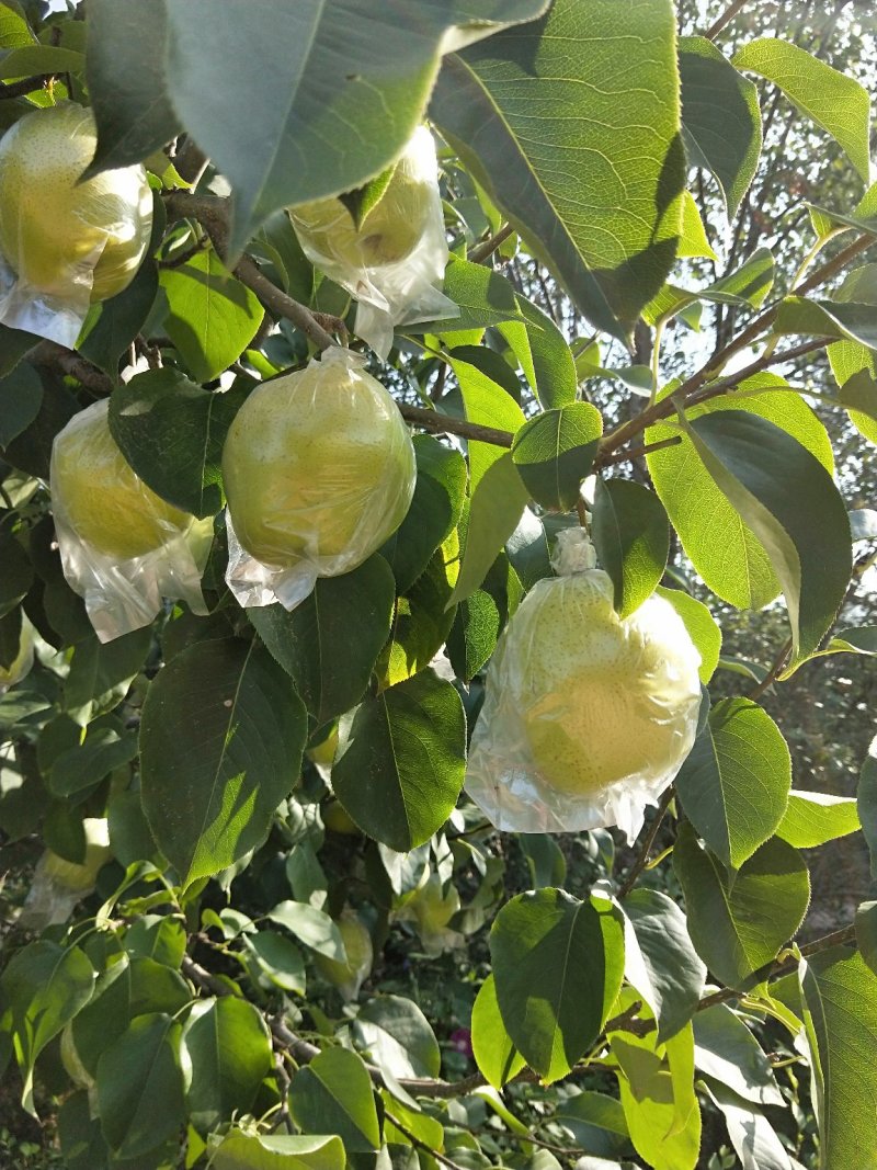 雪花梨