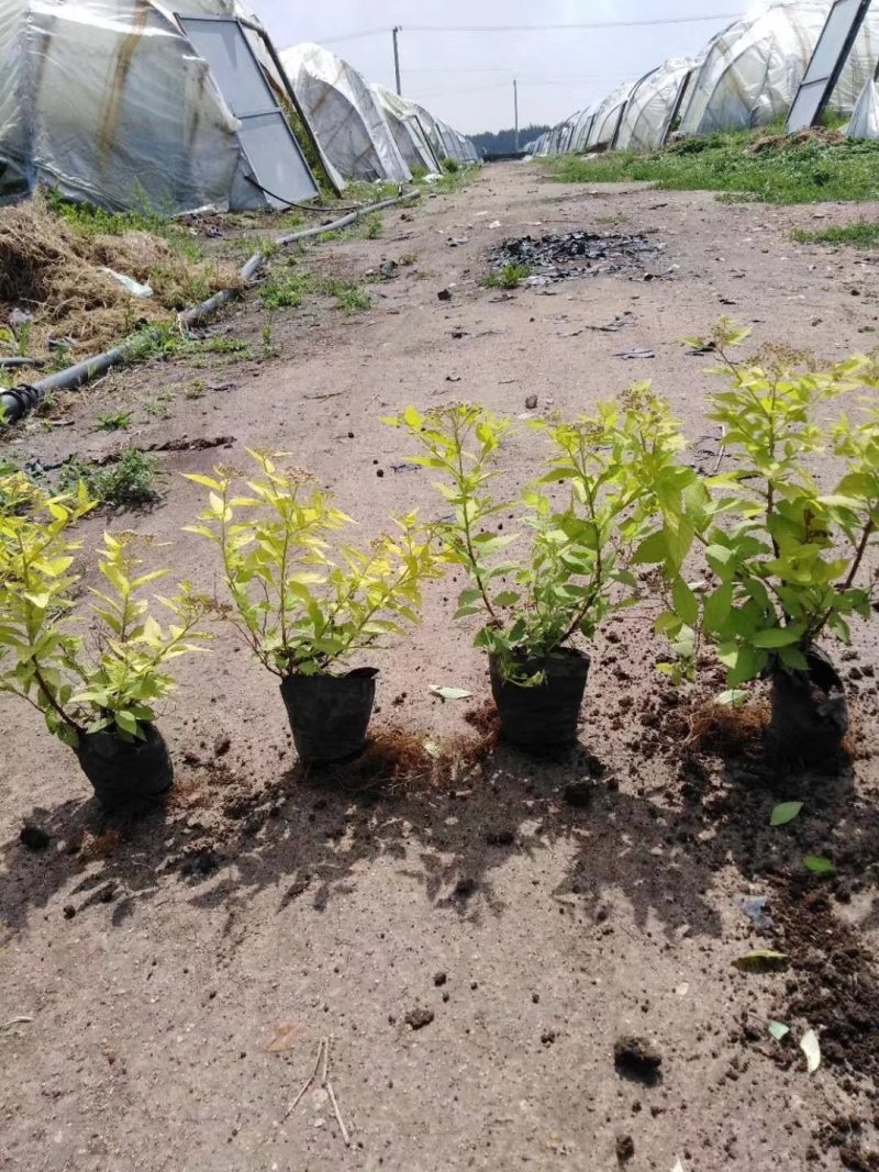 辽宁开原金山绣线菊小苗绣线菊杯苗工程苗繁育基地