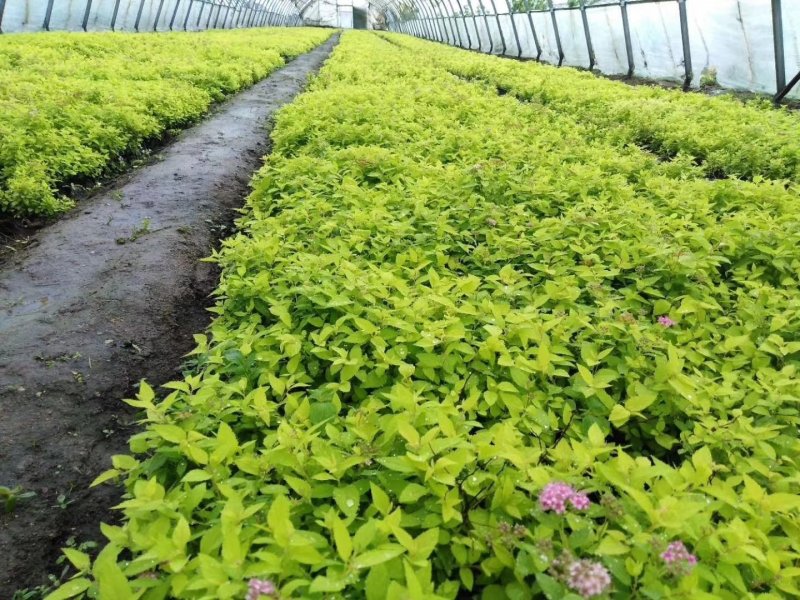辽宁开原金山绣线菊小苗绣线菊杯苗工程苗繁育基地