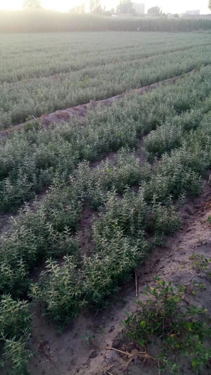 苗木种，一年生苗，二年生苗，大果沙棘苗