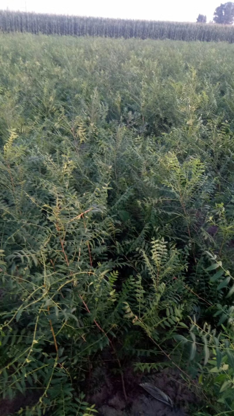 苗木种，一年生苗，二年生苗，大果沙棘苗