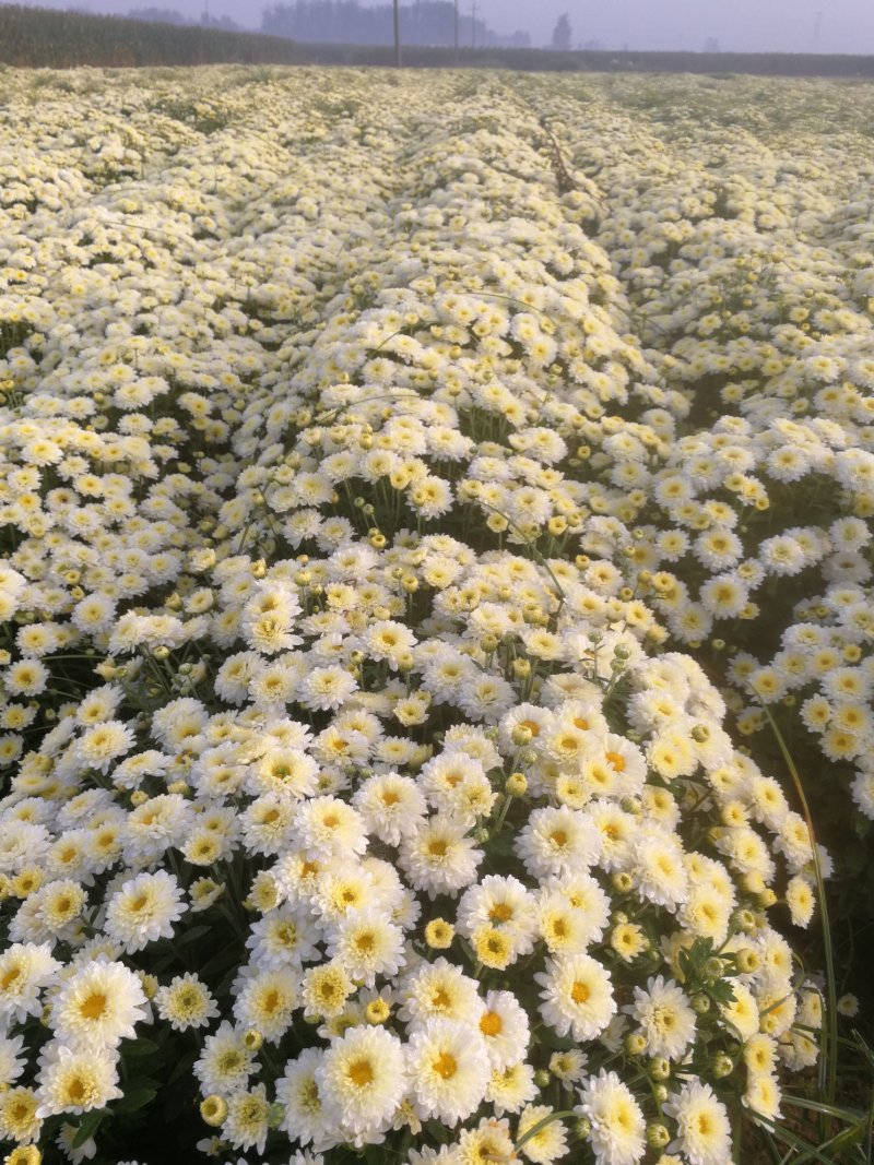 北京菊,鲜菊花,菊花鲜货