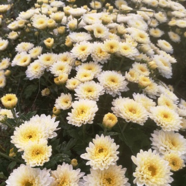 北京菊,鲜菊花,菊花鲜货