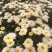 北京菊,鲜菊花,菊花鲜货
