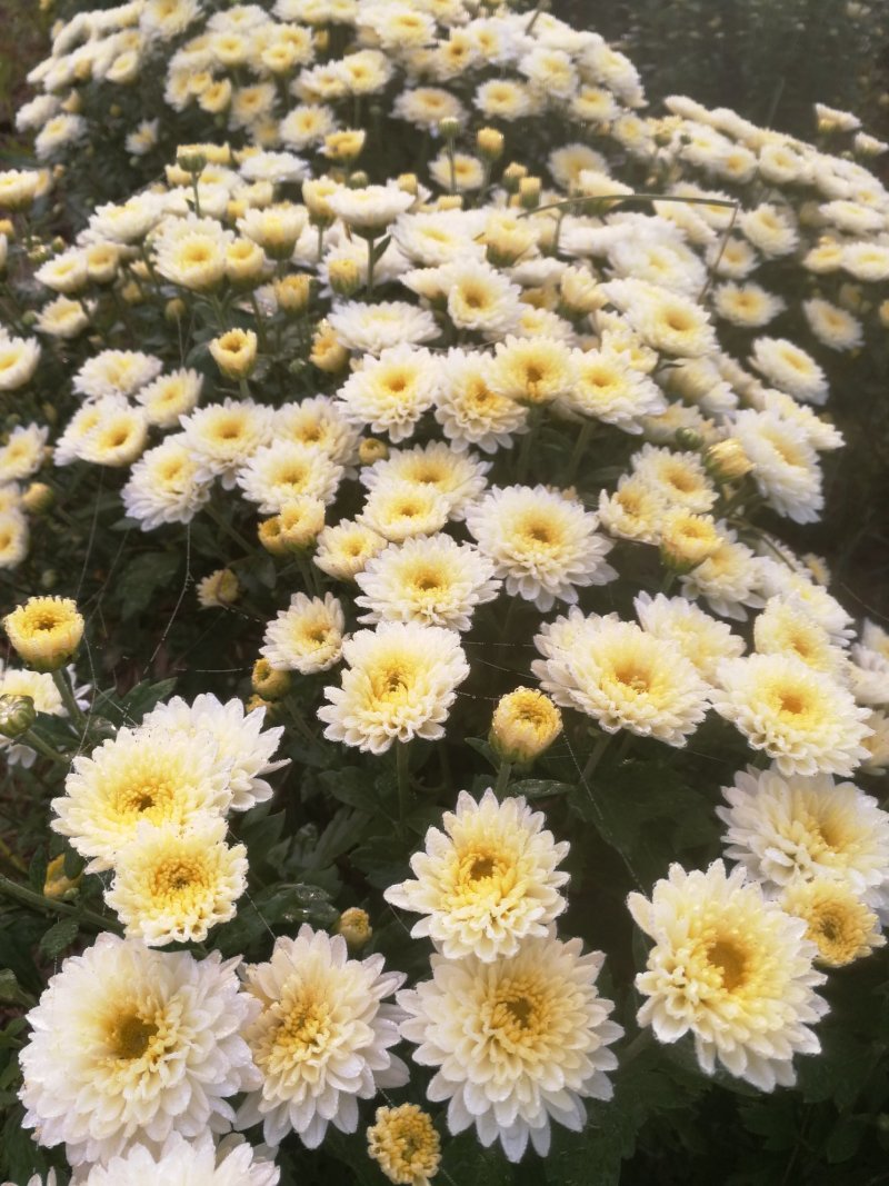 北京菊,鲜菊花,菊花鲜货