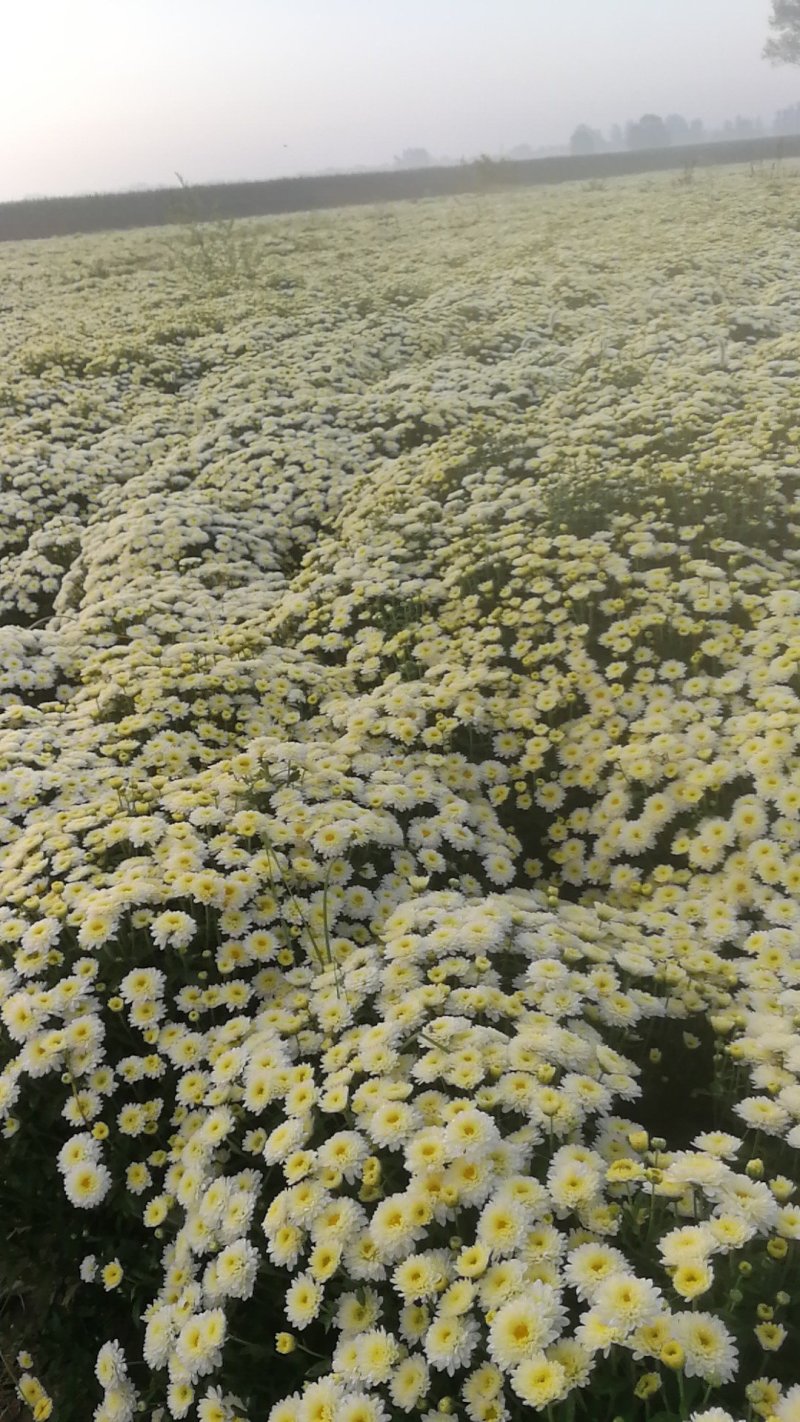 北京菊,鲜菊花,菊花鲜货
