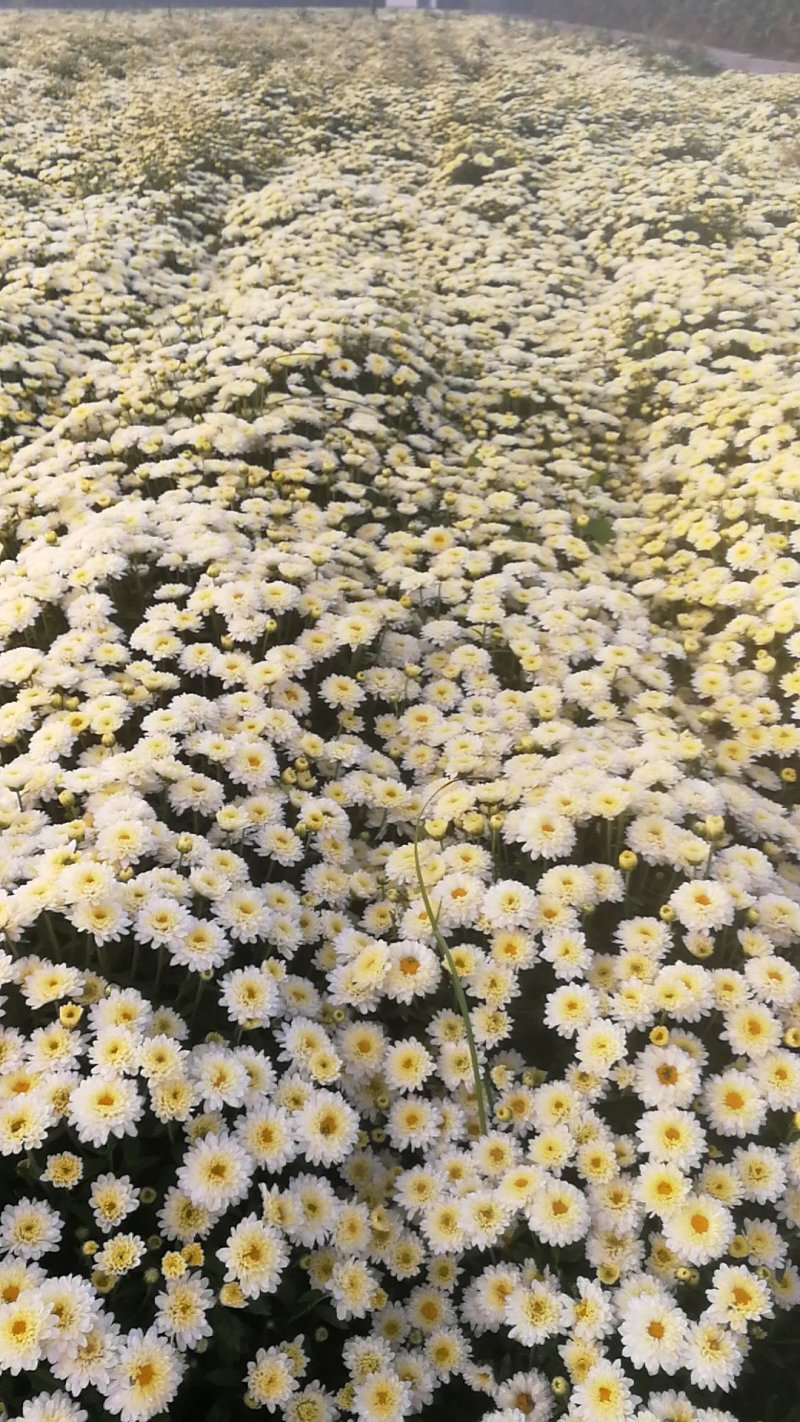北京菊,鲜菊花,菊花鲜货