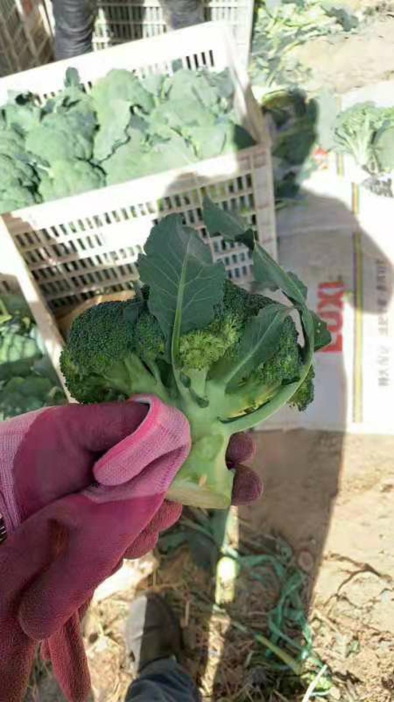西兰花精品，质量保证大量供应，货量充足，欢迎采购。