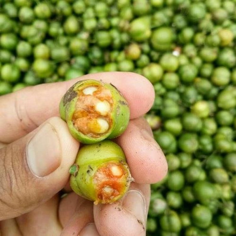 黄精种子货到付款免费提供种植资料保证出芽率