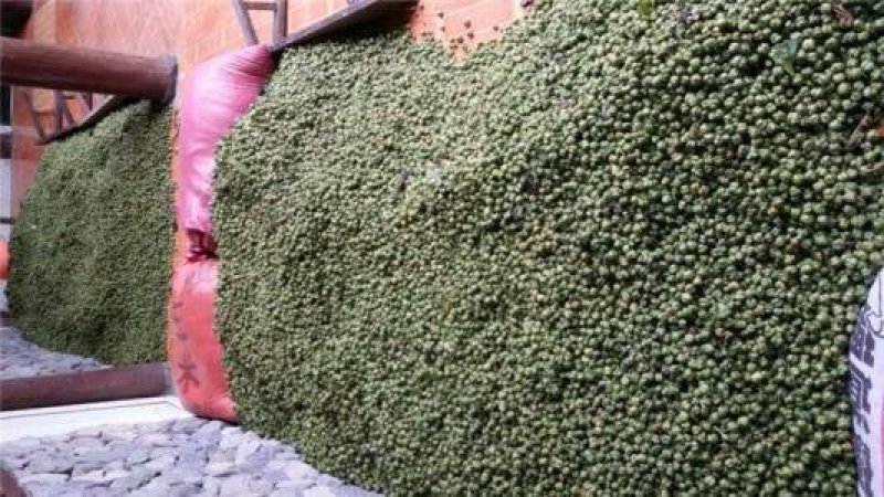 黄精种子货到付款免费提供种植资料保证出芽率