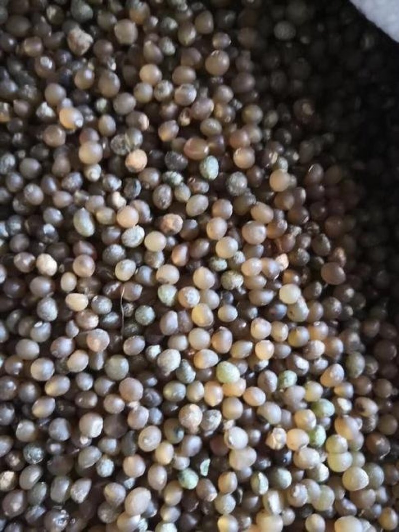 黄精种子货到付款免费提供种植资料保证出芽率