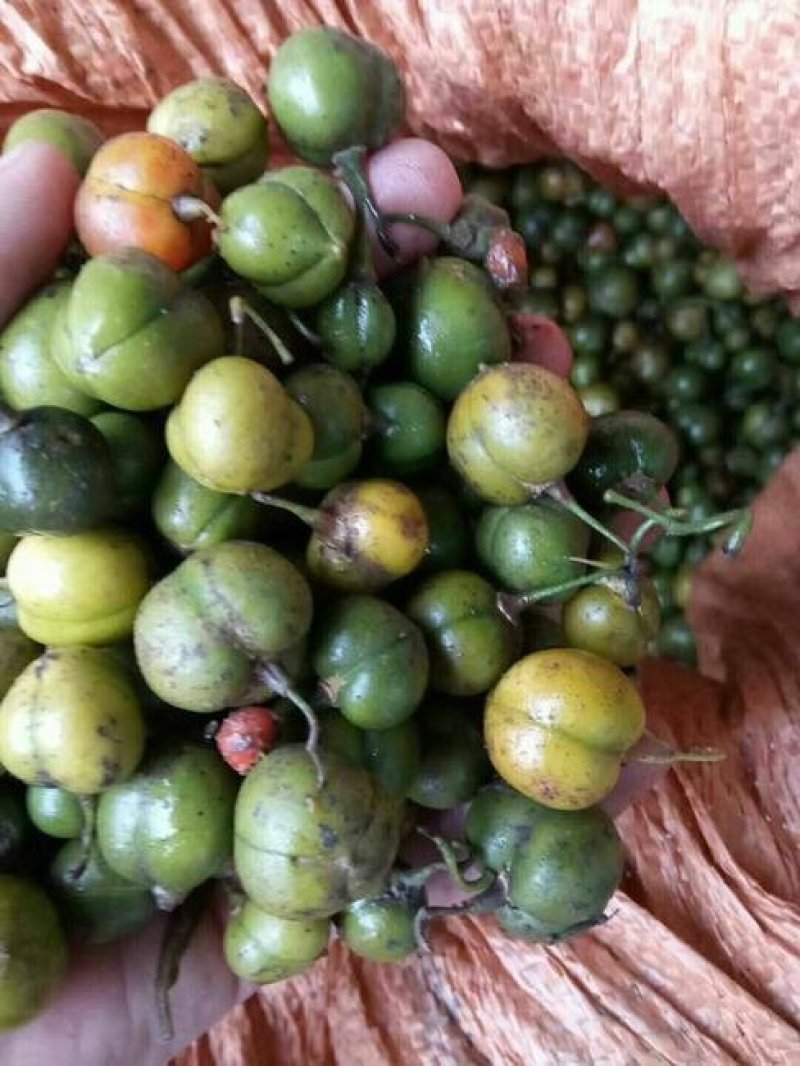 黄精种子货到付款免费提供种植资料保证出芽率