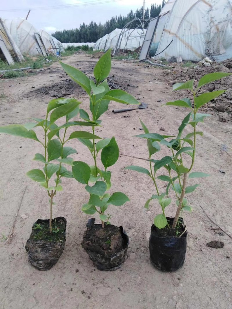 辽宁开原东北连翘小苗杯苗迎春花工程苗繁育基地