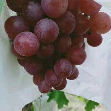 各种葡萄