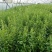 辽宁开原珍珠绣线菊小苗杯苗工程苗繁育基地全国发货