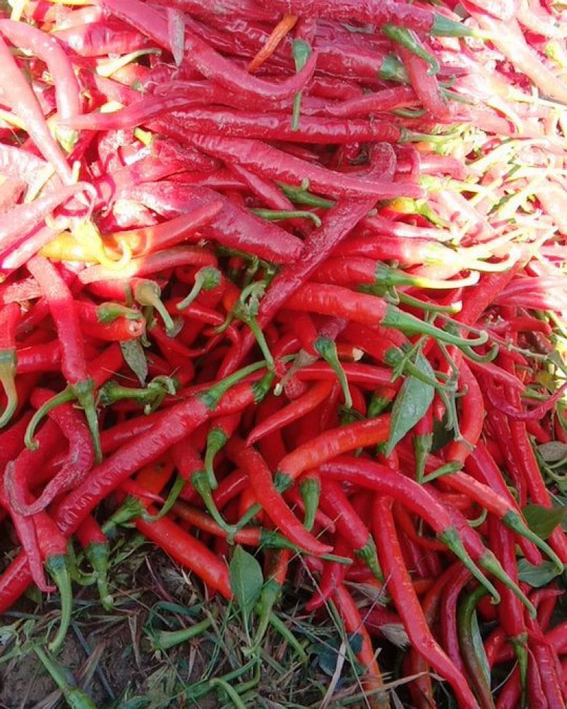 山西线椒，大量种植，