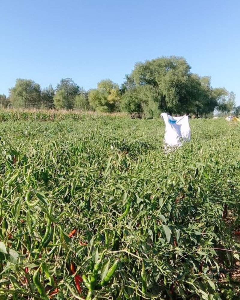 山西线椒，大量种植，